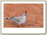 Australisk tofsduva i Ayers Rock i The Outback