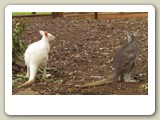 Träskvallabyer, varav den ene är en albino, i Featherdale Wildlife Park