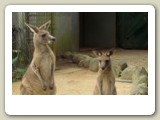 Gråa jättekänguruer, mor och dotter, i Rainforestation vid Kuranda