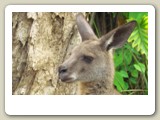 Ung grå jättekänguru i Rainforestation vid Kuranda