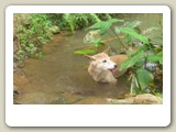 Dingo, australisk vildhund, i Rainforestation utanför Kuranda