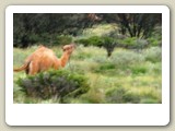 Några vilda dromedarer nära Uluru i The Outback