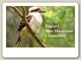 Kookaburra (skrattfågel) i Blue Mountains National Park