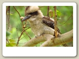 Kookaburra (skrattfågel) i Blue Mountains National Park