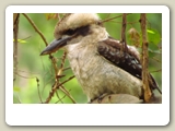 Kookaburra (skrattfågel) i Blue Mountains National Park