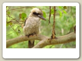 Kookaburra (skrattfågel) i Blue Mountains National Park