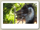 Emu i emufarm i The Outback