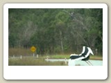 Svarthalsad stork (Jabirustork). Den här blev nästan överkörd av vår buss.
