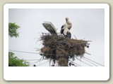 Vit stork med unge på vägen till Velike Tarnovo, Bulgarien