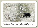 Jaken har en särskild roll i Himalaya. Förutom att den ger mjölk och kött ger den också ull. Den används därutöver i stor utsträckning som lastdjur.