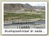 Boskapsskötsel är sedan urminnes tider huvudnäringen i Ladakh. Vi såg nästan bara kor men det finns även en hel del får. Kashmirullen är världsberömd för sin kvalitét.