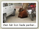 Den här kon hade parkerat sig på huvudgatan i Leh, Main Market.