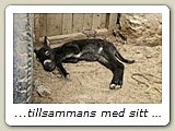 ...tillsammans med sitt föl.