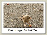 Det roliga fortsätter.