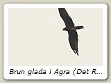 Brun glada i Agra (Det Röda Fortet).