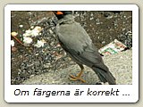 Om färgerna är korrekt återgivna borde det vara en Bank Myna på engelska, alltså en släkting till majnastaren. Men det kan också vara en sådan.