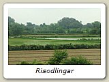 Risodlingar