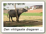 Den viktigaste dragaren - vattenbuffeln. Den ger också allt annat som behövs - mjölk, kött, skinn m m.