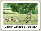 Getter vallade av pojkar