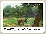 Tillfälligt arbetsbefriad elefant