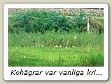 Kohägrar var vanliga kring djuren. De rensade deras skinn från parasiter till glädje för dem båda.