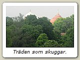 Träden som skuggar.