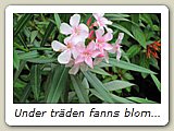 Under träden fanns blommande buskar. Här nerium eller oleander.