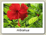 Hibiskus