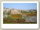 Svårframkomlig låg vegetation mellan de släta klipporn på Sprickopp