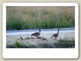 Kanadagåsfamilj nära Dordrecht, Holland