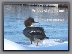 Häromdagen fotograferade jag den här storskrakshonan ivaken för vinterbadare vid Hellasgården. Oväntat mitt i vintern. 