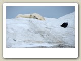 De låg och sov på en klippa alldeles invid stranden.