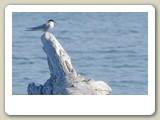 Silvertärna på Kapp Svensksund vid Raudfjorden