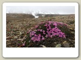 Fjällglim tillhörde också de tre vanliga blommorna