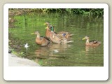 Inne vid land blev en flock gräsänder matade av några av de människor som stod vid Badet.